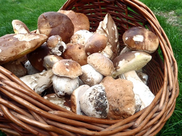 Le Stockage Met En Sac La Cueillette De Champignon De Haute